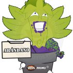 semillas automaticas arandano
