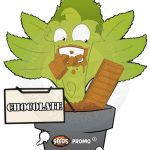 black domina, chocolate tai, cannalope haze