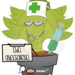 CBD autofloreciente