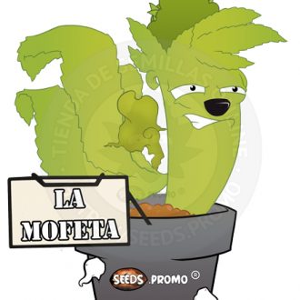 semillas automaticas las mofeta