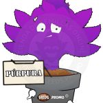 Purpura
