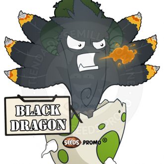 semillas feminizadas black dragon