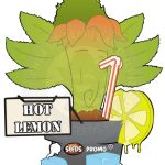 semillas feminizadas para exterior hot lemon