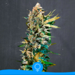 Original Kush
