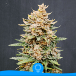 Godzilla Super Glue
