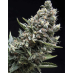 Auto Nefertiti | Pyramid Seeds