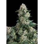 Auto New York City | Pyramid Seeds