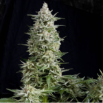 Auto Amnesia Gold | Pyramid Seeds