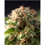 Auto Fresh Candy | Pyramid Seeds