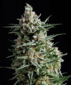 Auto Anesthesia | Pyramid Seeds