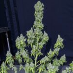 Magic Tree | Eva Seeds