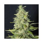 Monster CBD | Eva Seeds